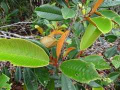 Alphitonia neocaledonica