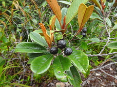 Alphitonia neocaledonica