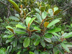 Alphitonia neocaledonica