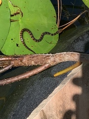 Nerodia fasciata pictiventris