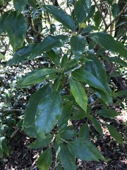 Dendropanax dentiger
