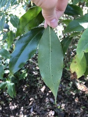 Dendropanax dentiger