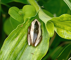 Afrixalus fornasini