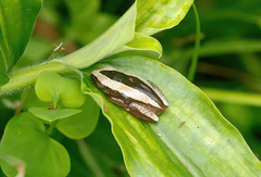 Afrixalus fornasini