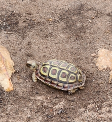 Homopus areolatus