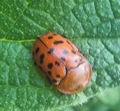 Conchyloctenia punctata