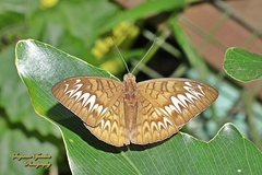 Tanaecia palguna