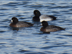 Aythya marila