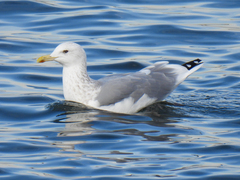 Larus argentatus