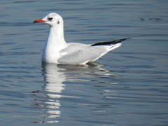 Chroicocephalus ridibundus