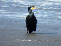 Phalacrocorax carbo