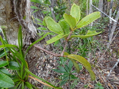 Amyema scandens