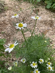 Argyranthemum