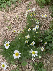 Argyranthemum
