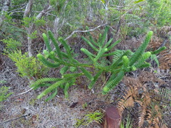 Araucaria muelleri