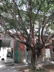 Ficus microcarpa microcarpa