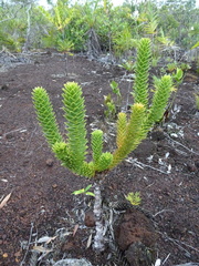 Araucaria muelleri