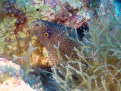 Gymnothorax miliaris