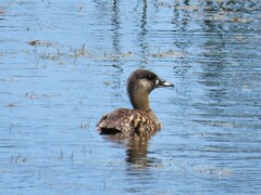 Thalassornis leuconotus
