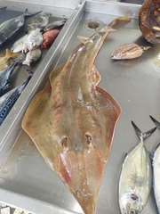 Pseudobatos horkelii