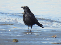 Corvus corone
