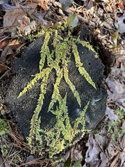 Thuidium delicatulum