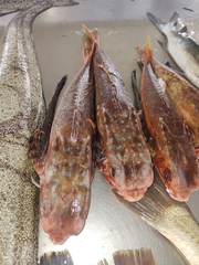 Dactylopterus volitans