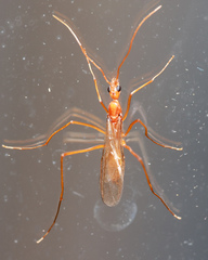 Leptomyrmex