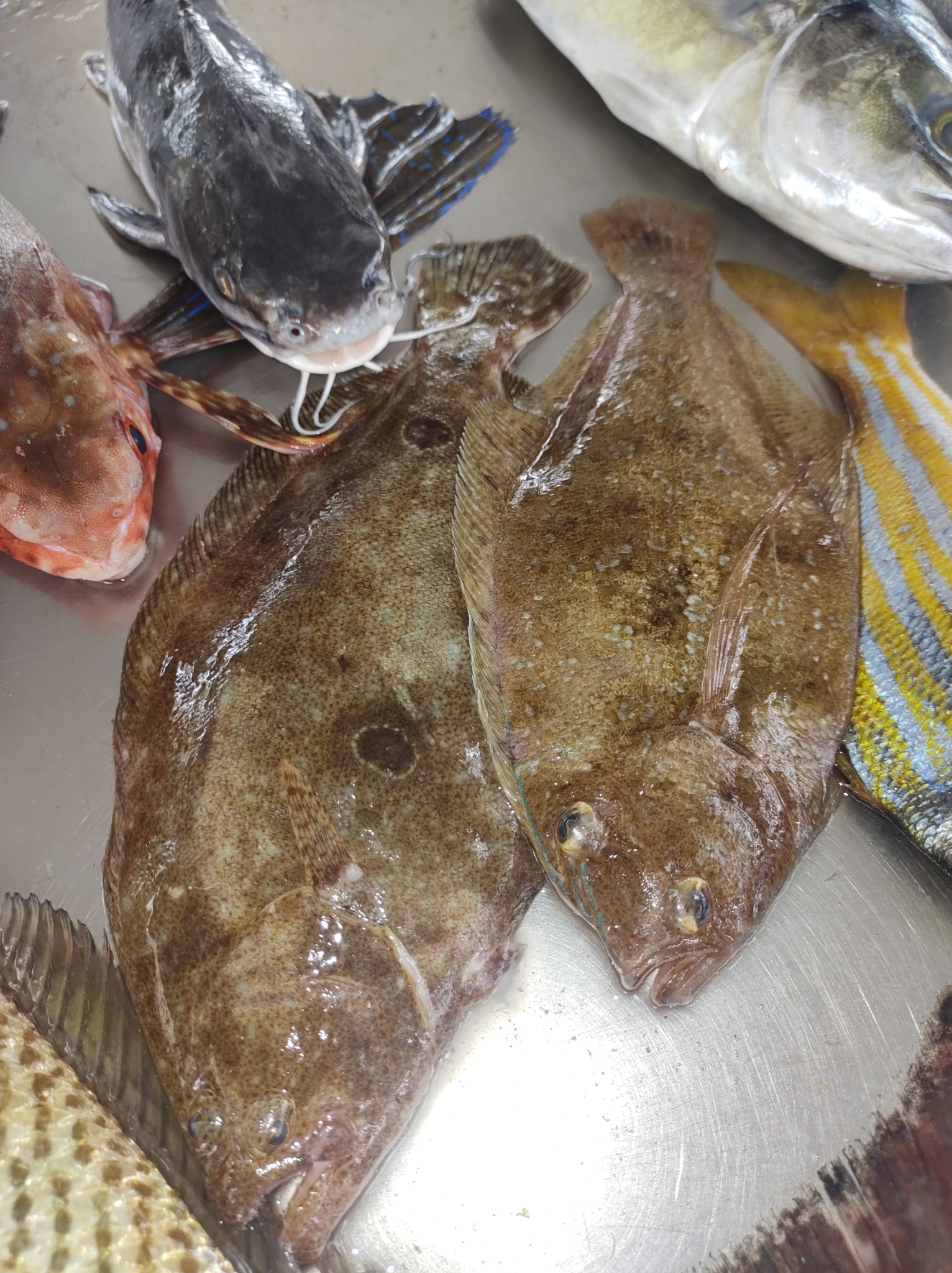 Patagonian Flounder photo 4