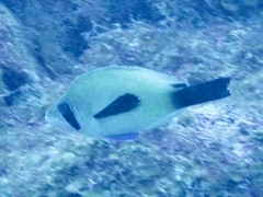 Hypoplectrus providencianus