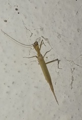 Mantodea