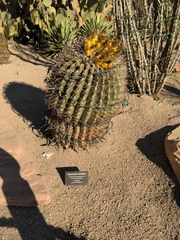Ferocactus