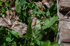 Puccinia lapsanae