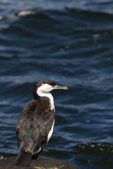 Phalacrocorax fuscescens