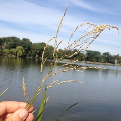 Poaceae