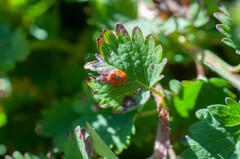 Phragmidium sanguisorbae
