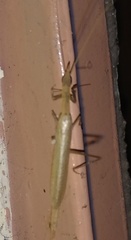 Mantodea
