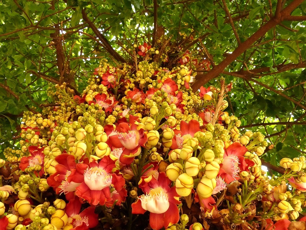 Couroupita guianensis, Trindade, GO, Brasil