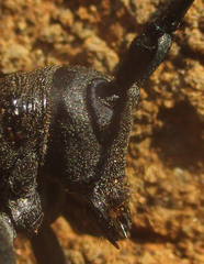 Ceroplesis ferrugator