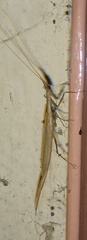 Mantodea
