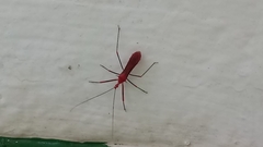 Ricolla quadrispinosa