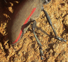 Ceroplesis ferrugator