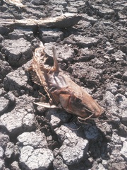 Siluriformes