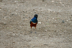 Lamprotornis superbus