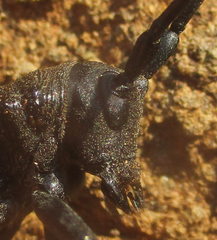 Ceroplesis ferrugator