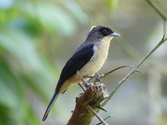 Trichothraupis melanops