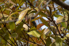 Dicaeum trigonostigma