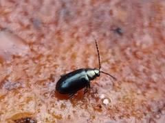 Phyllotreta nigripes