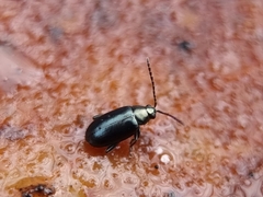 Phyllotreta nigripes