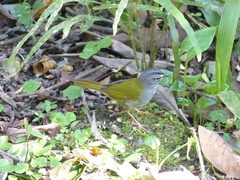 Myiothlypis leucoblephara